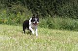 BOSTON TERRIER 044